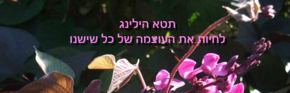 קורסי הבסיס בתטא הילינג